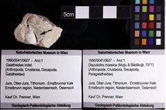 Foto (Objket + Etiketten) von Discutiolira moesica (Muţiu & Bădăluţă, 1971) 